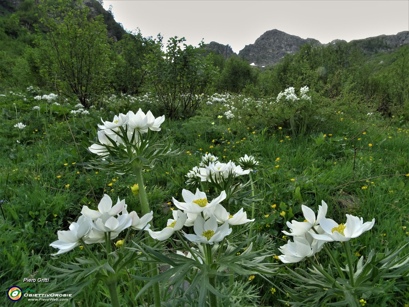 18 Salendo sul lato sinistro nel verde fiorito di anemoni narcissini (Anemonastrum narcissiflorum).JPG